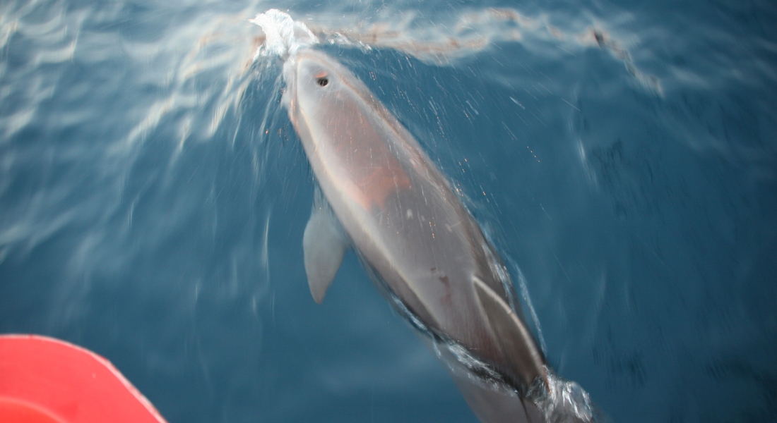 dauphin dans la baie de st Paul